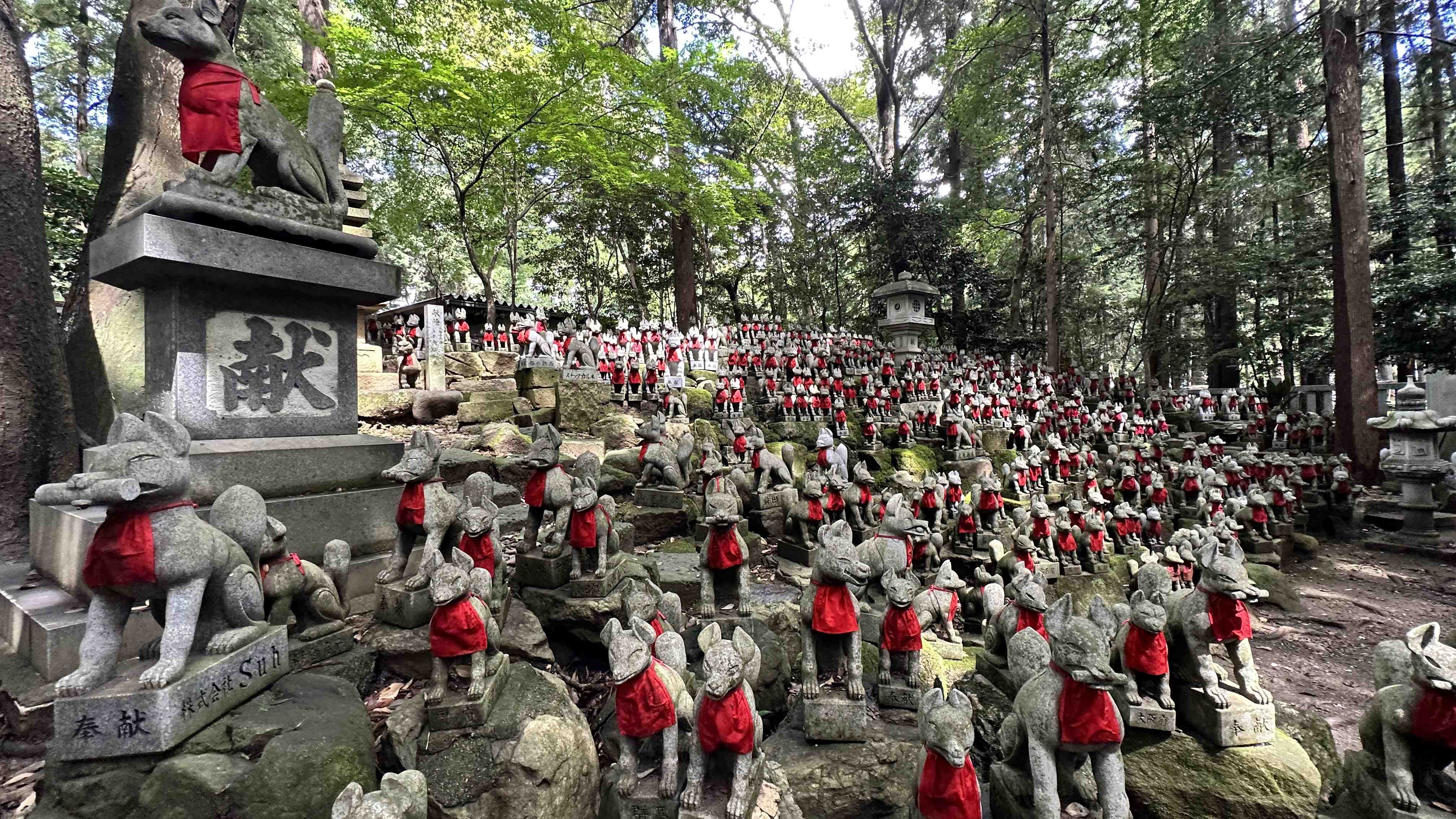 🦊 도요카와 이나리(묘곤지) 이미지 6